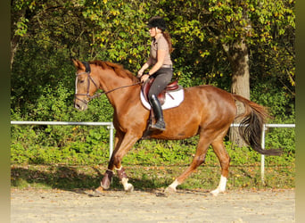 KWPN, Mare, 12 years, 16 hh, Chestnut-Red