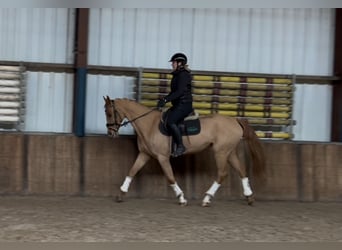 KWPN, Mare, 12 years, 16 hh, Chestnut-Red