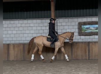 KWPN, Mare, 12 years, 16 hh, Chestnut-Red