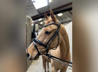 KWPN, Mare, 12 years, 16 hh, Chestnut-Red