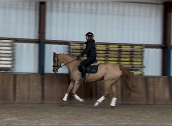 KWPN, Mare, 12 years, 16 hh, Chestnut-Red