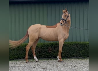 KWPN, Mare, 12 years, 16 hh, Chestnut-Red