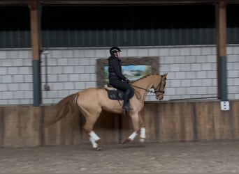 KWPN, Mare, 12 years, 16 hh, Chestnut-Red