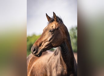 KWPN, Mare, 12 years, 16 hh