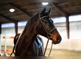 KWPN, Mare, 12 years, 16 hh