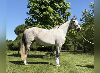 KWPN, Mare, 12 years, 16 hh, Gray-Dapple
