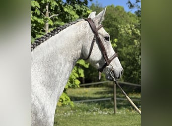 KWPN, Mare, 12 years, 16 hh, Gray-Dapple