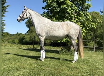 KWPN, Mare, 12 years, 16 hh, Gray-Dapple