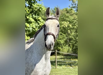 KWPN, Mare, 12 years, 16 hh, Gray-Dapple