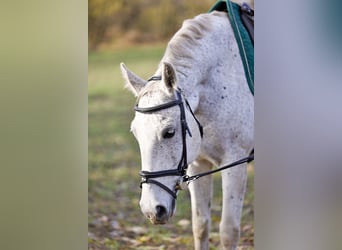 KWPN Mix, Mare, 12 years, 16 hh, Grey-Dapple