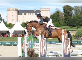 KWPN, Mare, 12 years, 16,1 hh, Brown