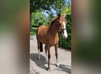 KWPN, Mare, 12 years, 16,1 hh, Chestnut-Red