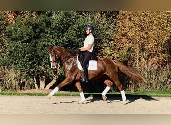 KWPN, Mare, 12 years, 16,1 hh, Chestnut-Red