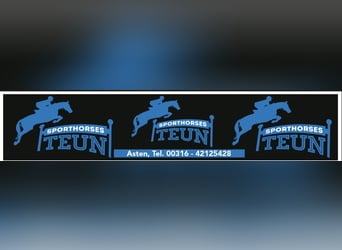 KWPN, Mare, 12 years, 16,1 hh, Grey