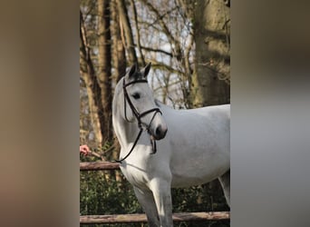 KWPN, Mare, 12 years, 16,1 hh, Grey
