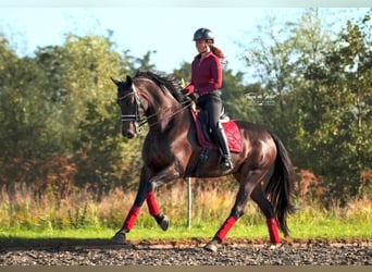 KWPN, Mare, 12 years, 16,2 hh, Smoky-Black