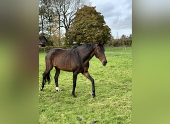 KWPN, Mare, 12 years, 16,3 hh, Bay-Dark