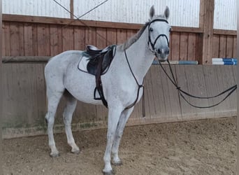 KWPN, Mare, 12 years, 16,3 hh, Grey