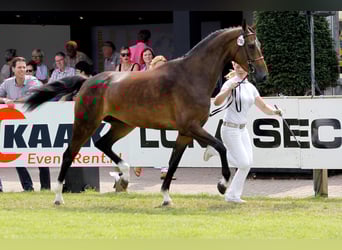 KWPN, Mare, 12 years, 17 hh, Bay-Dark