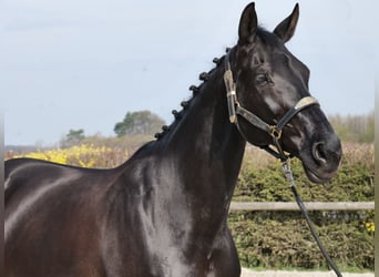 KWPN, Mare, 12 years, 17 hh, Black