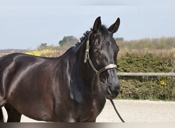 KWPN, Mare, 12 years, 17 hh, Black