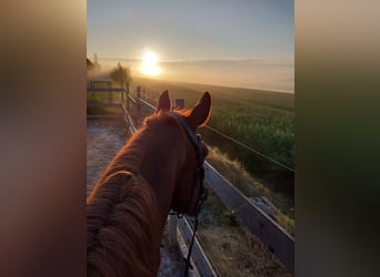 KWPN, Mare, 12 years, 17 hh, Chestnut-Red