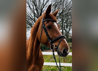 KWPN, Mare, 12 years, 17 hh, Chestnut-Red