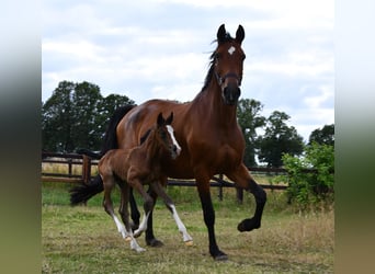 KWPN, Mare, 12 years