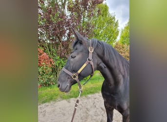 KWPN, Mare, 13 years, 15.1 hh, Smoky-Black