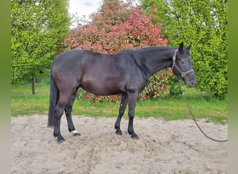 KWPN, Mare, 13 years, 15.2 hh, Smoky-Black
