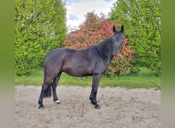 KWPN, Mare, 13 years, 15.2 hh, Smoky-Black