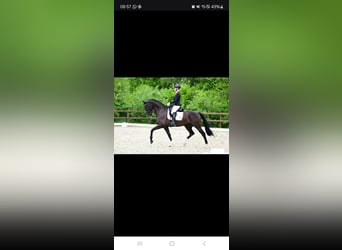 KWPN, Mare, 13 years, 15.3 hh, Brown