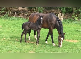 KWPN, Mare, 13 years, 15.3 hh, Brown