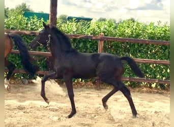 KWPN, Mare, 13 years, 15.3 hh, Brown
