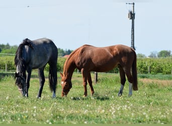 KWPN, Mare, 13 years, 15,2 hh, Chestnut-Red