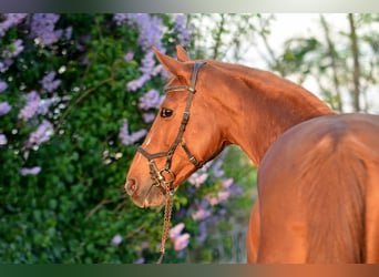 KWPN, Mare, 13 years, 15,2 hh, Chestnut-Red