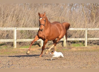 KWPN, Mare, 13 years, 15,2 hh, Chestnut-Red