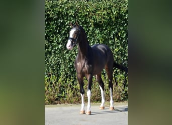 KWPN, Mare, 13 years, 15,3 hh, Brown