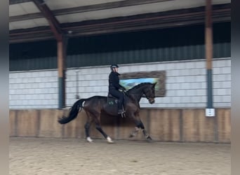 KWPN, Mare, 13 years, 16,1 hh, Bay-Dark