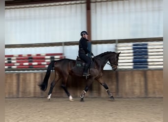 KWPN, Mare, 13 years, 16,1 hh, Bay-Dark