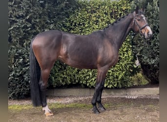 KWPN, Mare, 13 years, 16,1 hh, Bay-Dark