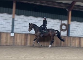 KWPN, Mare, 13 years, 16,1 hh, Bay-Dark