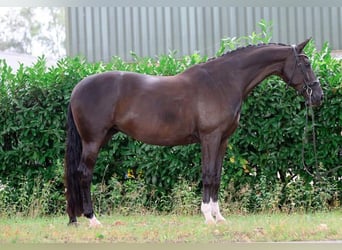 KWPN, Mare, 13 years, 16.1 hh, Black