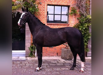 KWPN, Mare, 13 years, 16.1 hh, Black