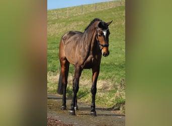 KWPN, Mare, 13 years, 16.1 hh, Brown