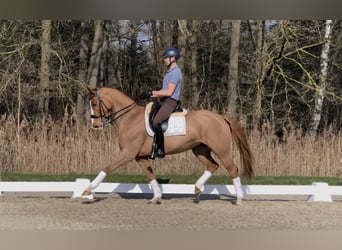 KWPN, Mare, 13 years, 16.1 hh, Chestnut-Red