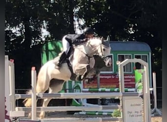 KWPN, Mare, 13 years, 16.1 hh, Gray