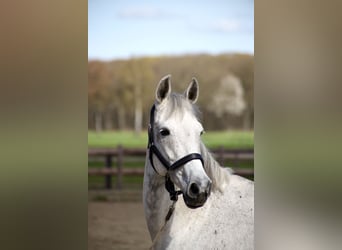 KWPN, Mare, 13 years, 16.1 hh, Grey