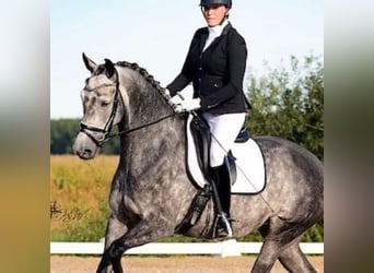 KWPN, Mare, 13 years, 16.1 hh, Grey