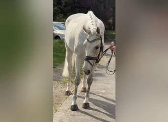 KWPN, Mare, 13 years, 16.1 hh, Grey-Fleabitten